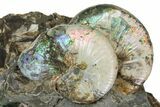 Three Iridescent Fossil Ammonites (Jeletzkytes) - South Dakota #137291-1